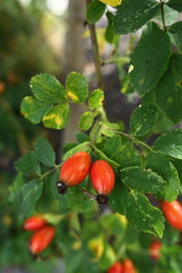 Close-up of red berries growing on plant