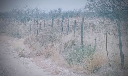 Scenic view of forest during winter