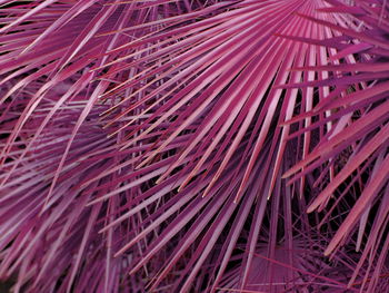 Full frame shot of plants