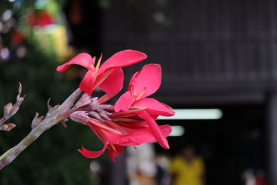 Close-up of red flowering plant