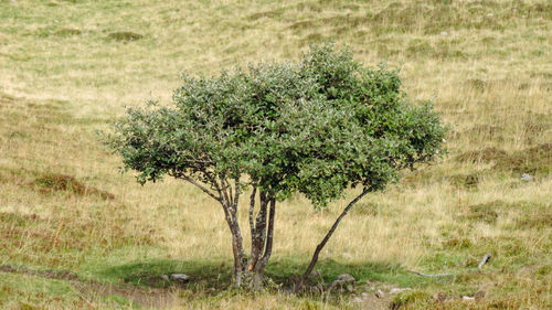 Tree on field