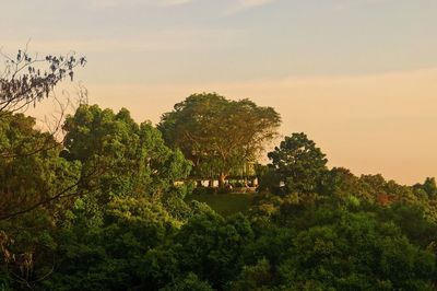 Trees on landscape against sky