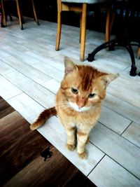 High angle view of cat sitting on floor