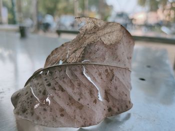 Close-up of dry leaf on table
