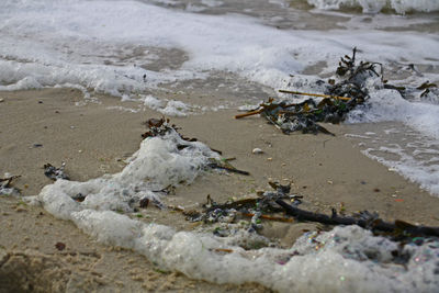 Close-up of crab on beach