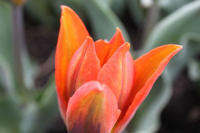 Close-up of orange rose flower