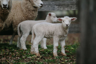 Sheep standing in a field