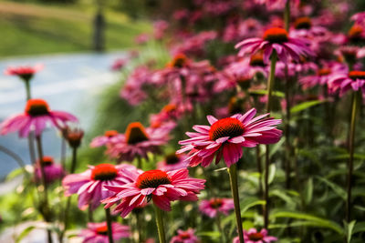 Close-up of pink flowers