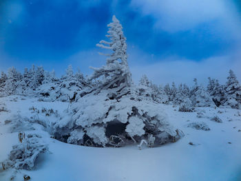 Snow covered tree against blue sky