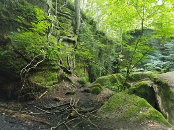 Moss growing on tree in forest