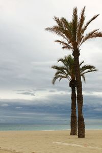 Tree by sea against sky