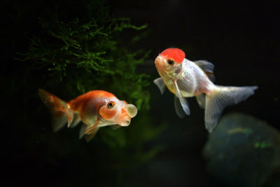 Close-up of fish underwater