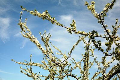 Low angle view of flowering plant against blue sky