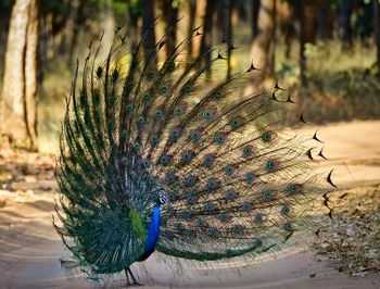 Close-up of peacock on field