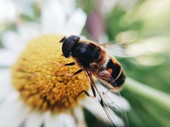 Close-up of honey bee pollinating on flower