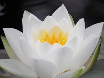 Macro shot of white flower