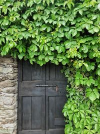 Ivy growing on door of building