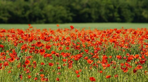 Close-up of red poppy flowers on field