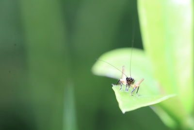 Close-up of fly on leaf