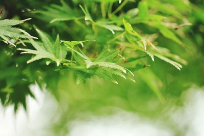 Close-up of fresh green leaves