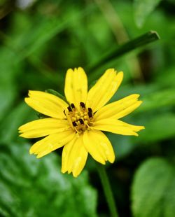 Close-up of insect on yellow flower