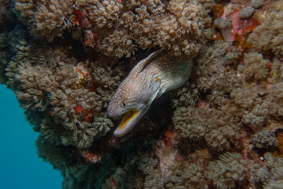 Close-up of fish in sea