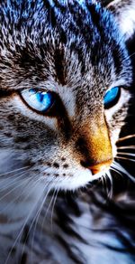 Close-up portrait of a cat