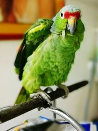 Close-up of parrot perching on leaf