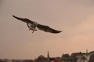 Low angle view of birds flying in sky