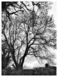 Bare tree against sky