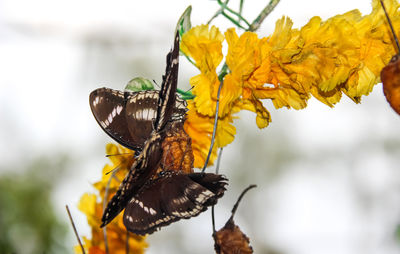 Close-up of butterfly pollinating on yellow flower