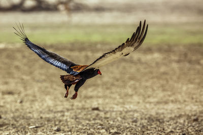 Close-up of bird flying over field