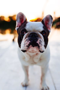 Close-up portrait of french bulldog