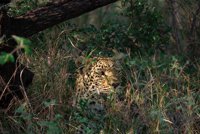 Leopard hiding in the bushes