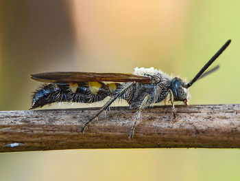 Close-up of insect on wood