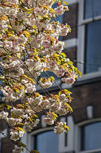 Cherry blossoms in a dutch street