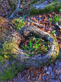 Moss growing on tree trunk in forest