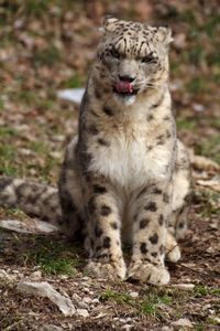 Portrait of cat on field