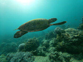 High angle view of turtle swimming in sea