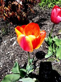 High angle view of orange tulips on field