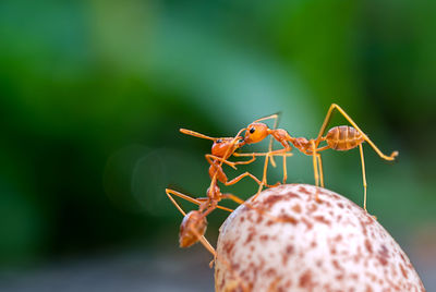 Close-up of ant on leaf