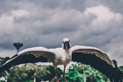 Seagull flying against clouds