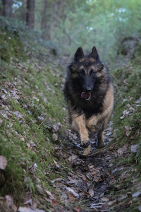 Portrait of dog in the forest