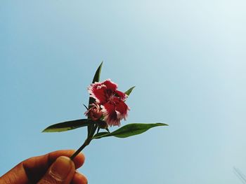 Close-up of hand holding red flowering plant against blue sky