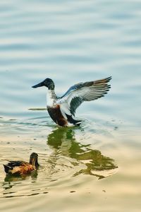 Bird flying over lake