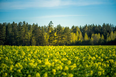 A beautiful yellow canola fields during springtime. blooming rapeseed fields in northern europe.