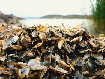 Close-up of shells on beach