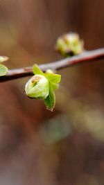 Close-up of green plant