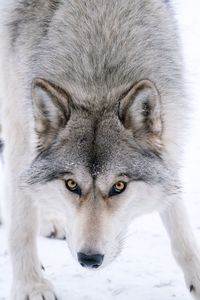 Close-up portrait of cat during winter