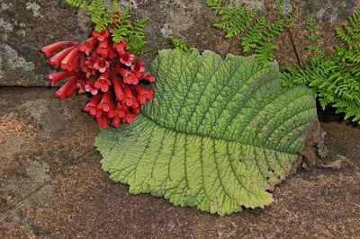 High angle view of red leaves on plant